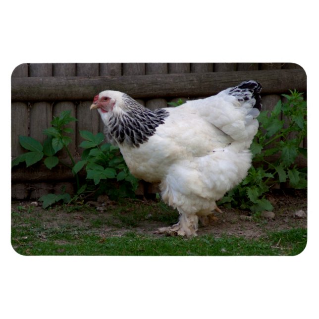 Light Brahma Hen Magnet (Horisontell)