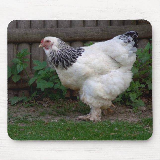 Light Brahma Hen Musmatta (Framsidan)