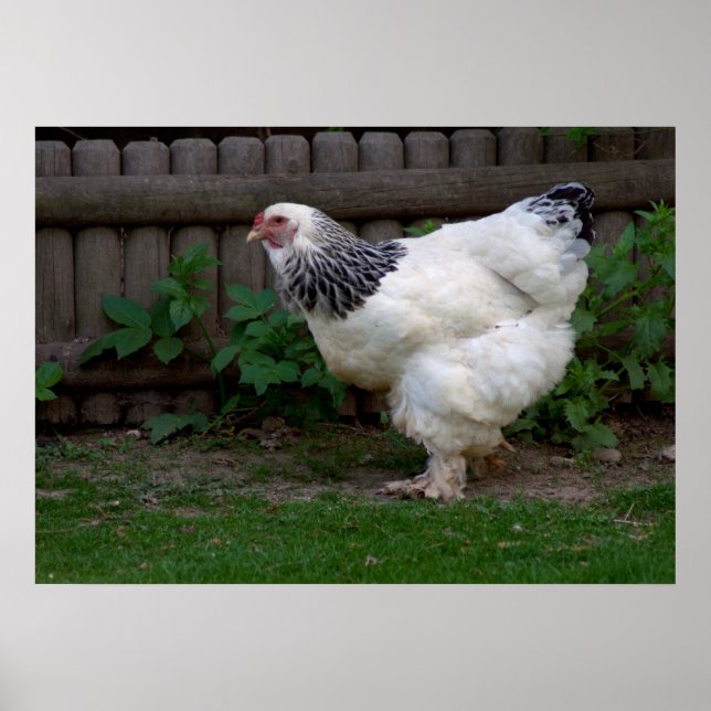 Light Brahma Hen Poster (Framsidan)
