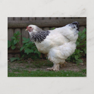 Light Brahma Hen Vykort