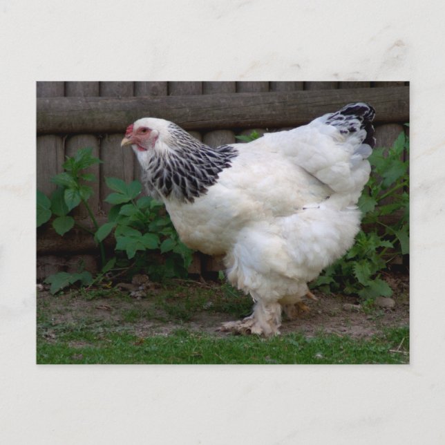 Light Brahma Hen Vykort (Framsida)