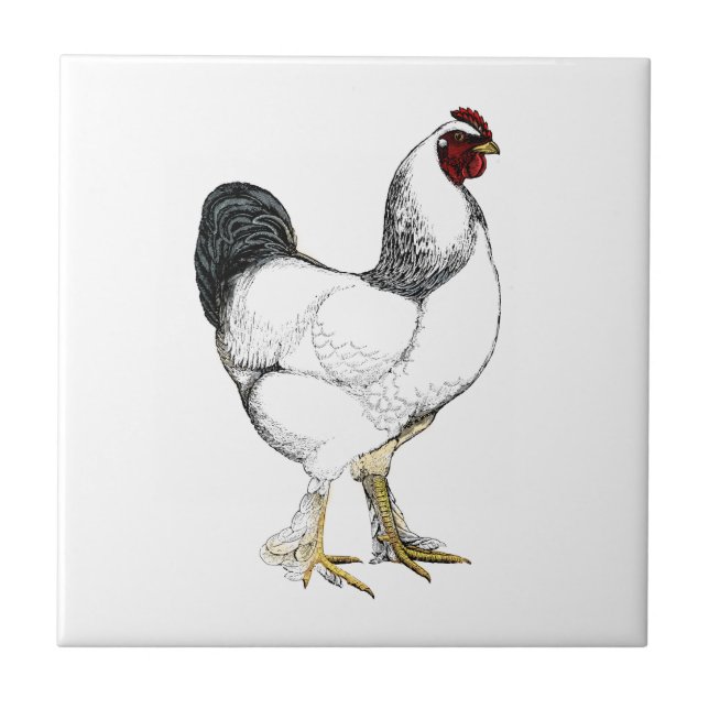 Light Brahma Tupp - Elegant Vintage Chicken Kakelplatta (Framsidan)