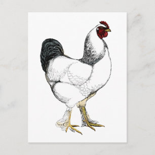 Light Brahma Tupp - Elegant Vintage Chicken Vykort