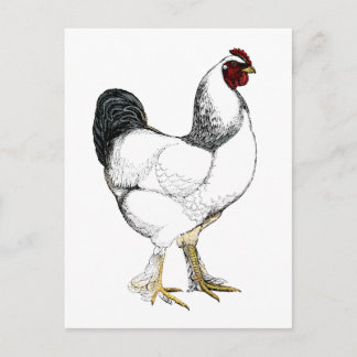 Light Brahma Tupp - Elegant Vintage Chicken Vykort