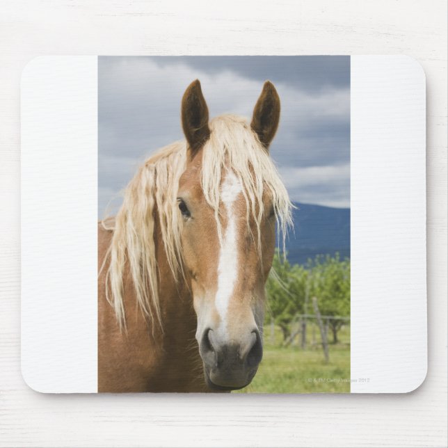 Light Brown Horse Musmatta (Framsidan)