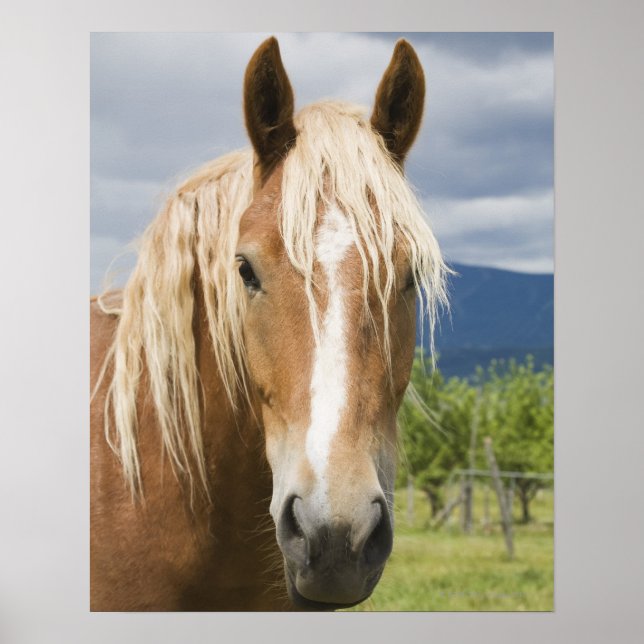 Light Brown Horse Poster (Framsidan)