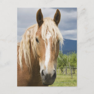 Light Brown Horse Vykort