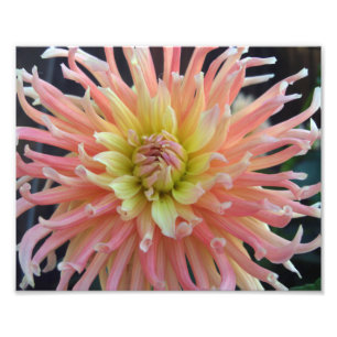 Light Dahlia 10x8 Fototryck