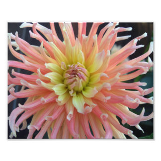 Light Dahlia 10x8 Fototryck