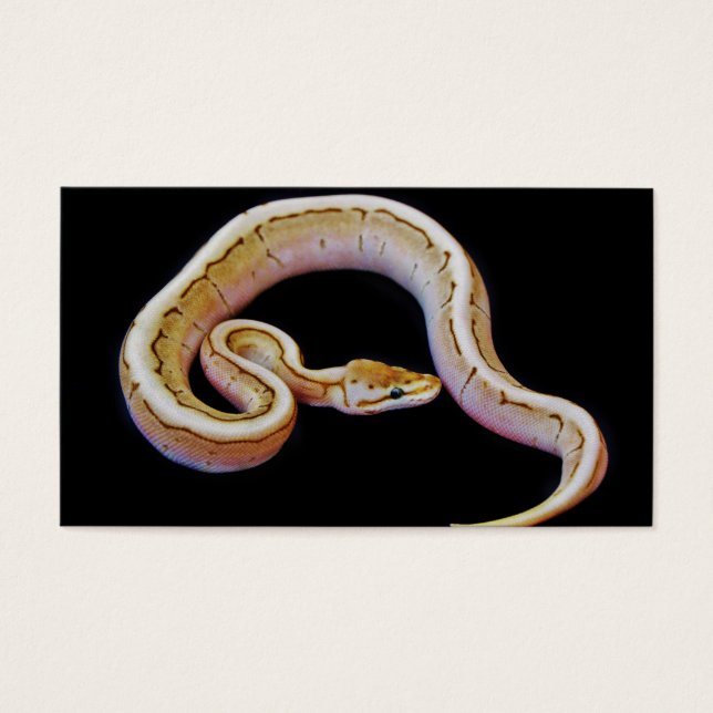 Light Färgad Boll Python Visitkort (Framsidan)