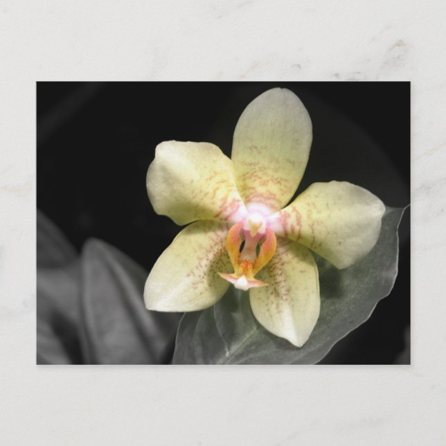 Light Gult Orchid Vykort (Framsida)