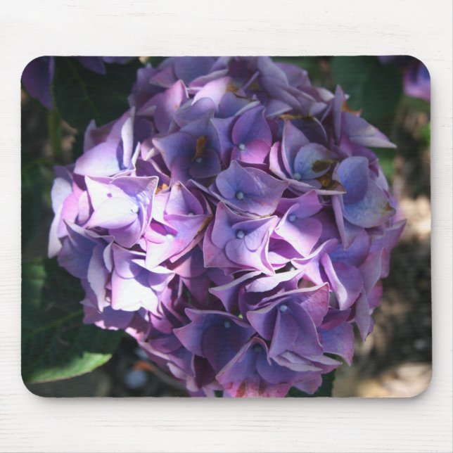 Light Lila Hydrangea Flower Musmatta (Framsidan)