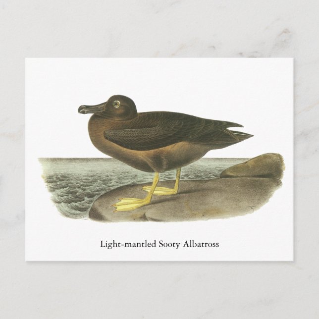 Light-mantlad Sooty Albatross, John Audubon Vykort (Framsida)