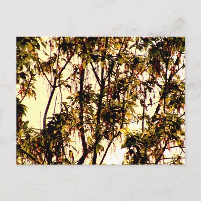 Light of Dawn thru Maple Lövs and Flowers Postca Vykort (Framsida)