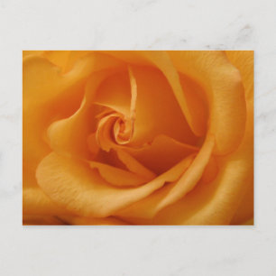 Light Orange Ro Vykort