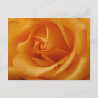 Light Orange Ro Vykort