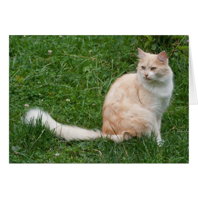 Light-Red Beauty Hälsningskort (Framsidan Horizontal)