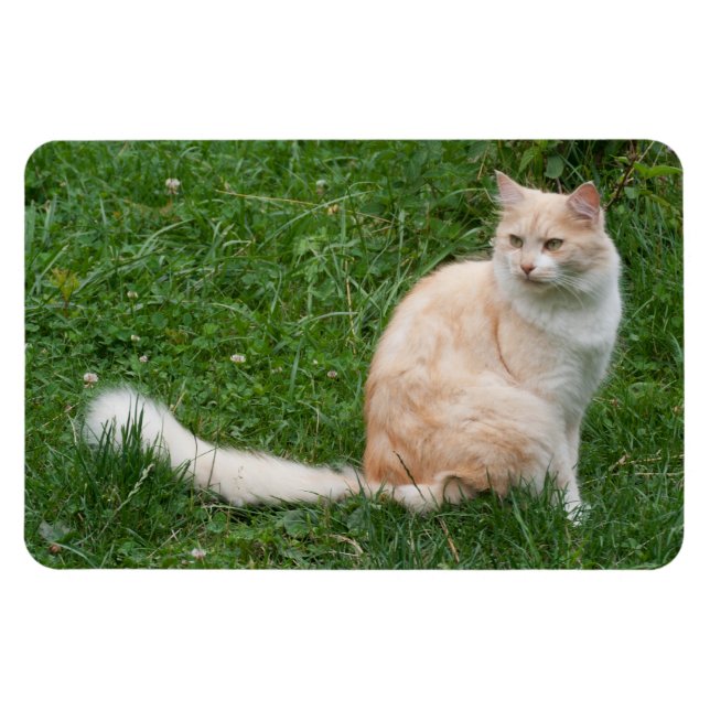 Light-Red Beauty Magnet (Horisontell)