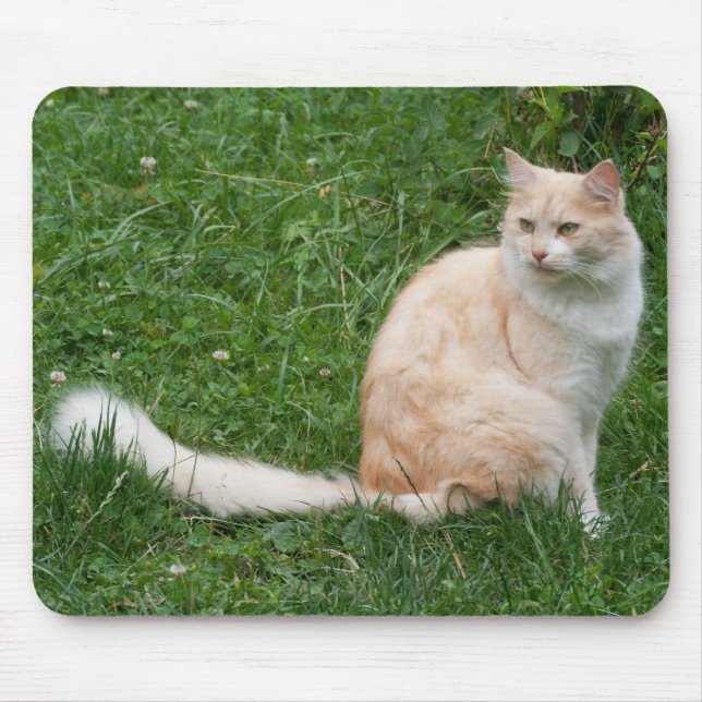 Light-Red Beauty Musmatta (Framsidan)