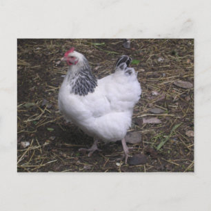Light Sussex Hen Vykort