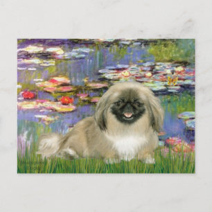 Liies 2 - Pekingese 1b Vykort