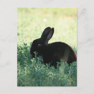 Lil Black Bunny Vykort