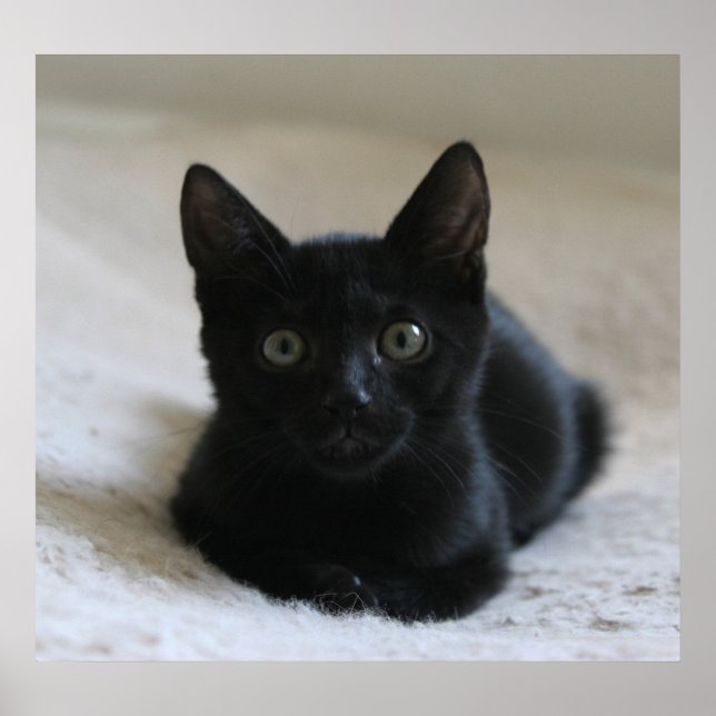 Lil Black Kitten Poster (Framsidan)