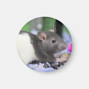Lil råtta magnet