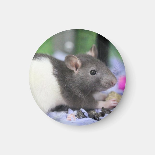 Lil råtta magnet (Framsidan)