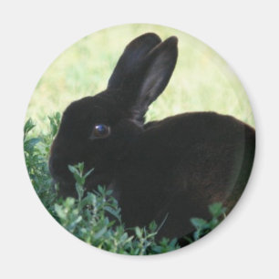 Lil svart kanin magnet