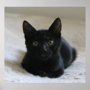 Lil svart kattungeaffisch poster