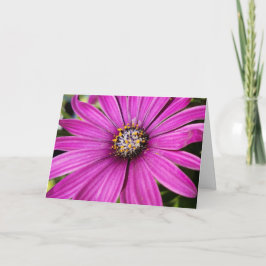 Lila African Daisy Close-Up Photo Kort