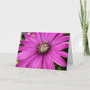 Lila African Daisy Close-Up Photo Kort