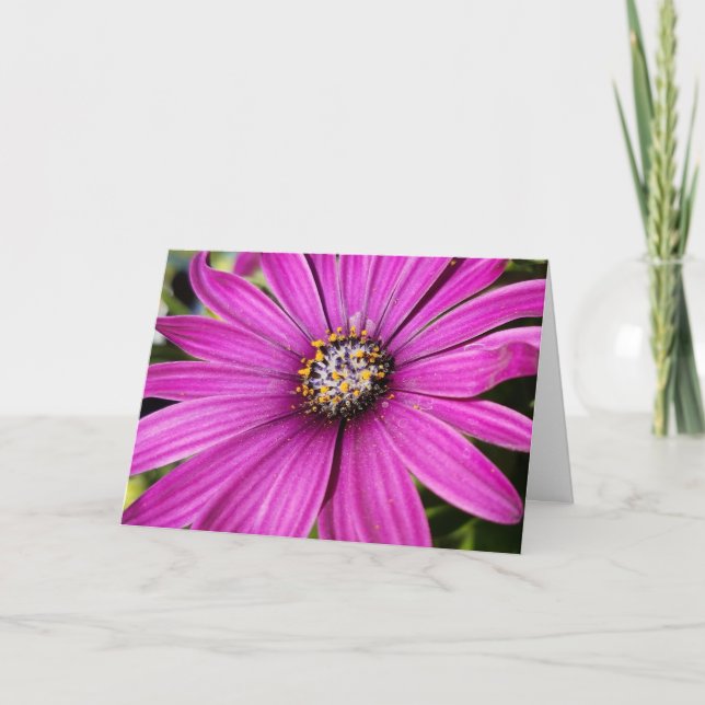 Lila African Daisy Close-Up Photo Kort (Framsida)