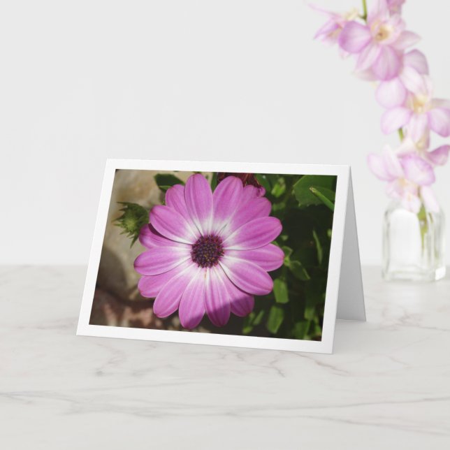 Lila African Daisy Flower Card Kort (Orkide)