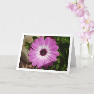 Lila African Daisy Flower Card Kort