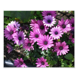 Lila African Daisy Flowers 8x10 Fototryck