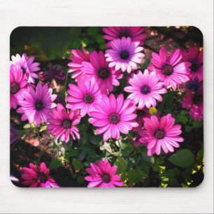 Lila African Daisy Flowers Musmatta