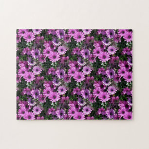 Lila African Daisy Flowers Nature Pussel