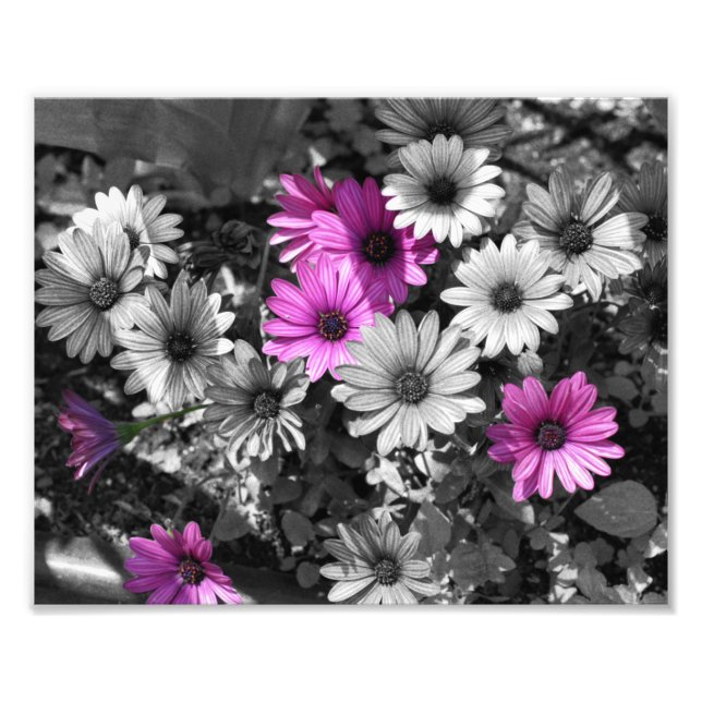 Lila African Daisy Flowers Partial Färg 8x10 Fototryck (Framsidan)