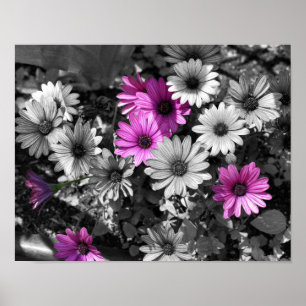 Lila African Daisy Flowers Partial Färg Poster