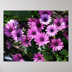 Lila African Daisy Flowers Poster