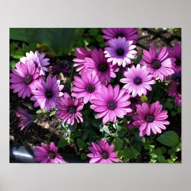 Lila African Daisy Flowers Poster (Framsidan)