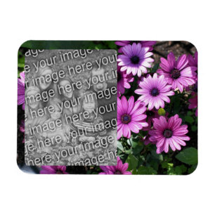 Lila African Daisy Flowers Ram Lägg till ditt foto Magnet