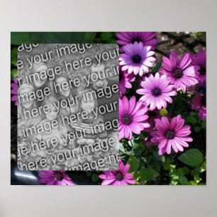 Lila African Daisy Flowers Ram Lägg till ditt foto Poster