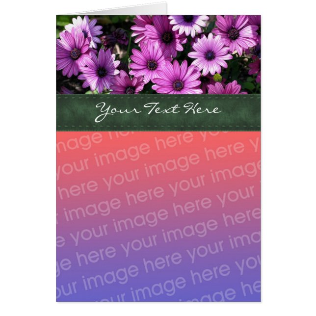 Lila African Daisys Blommigt Photo Card Hälsningskort (Framsidan)