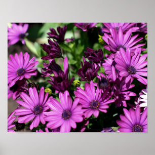Lila African Daisys Flower Poster