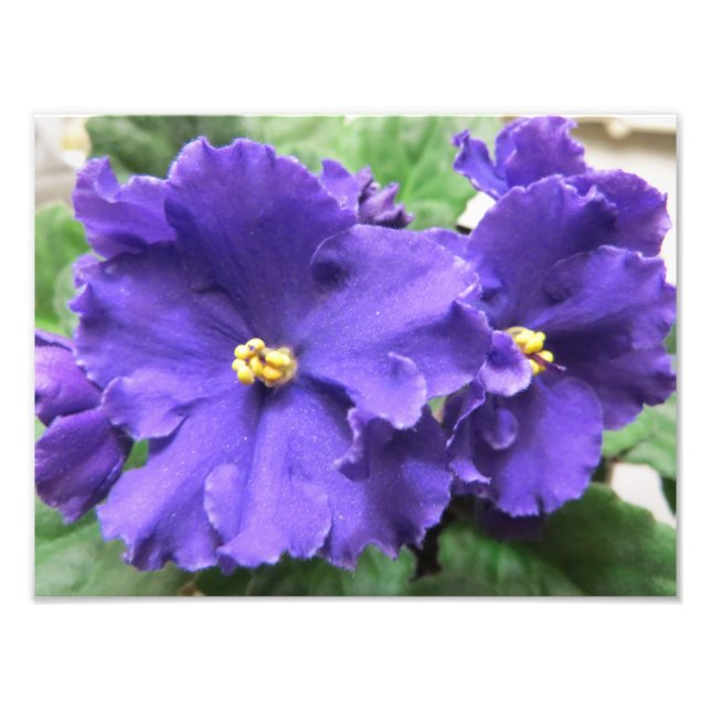 Lila African Violet Flowers Fototryck (Framsidan)