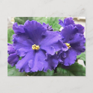 Lila African Violet Flowers Vykort