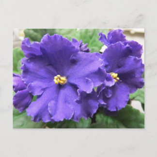 Lila African Violet Flowers Vykort